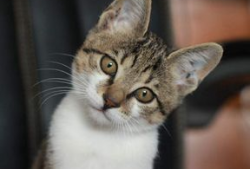 娱乐吃瓜小猫咪小说